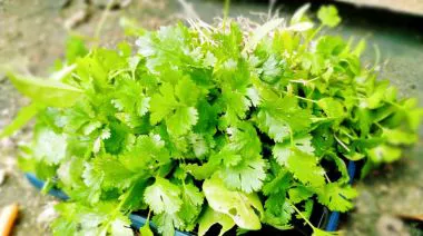 garnishing-instructions-image